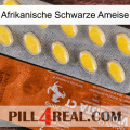 African Black Ant 42